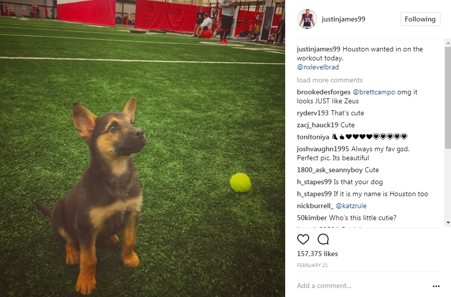 The cuteness you need today: Meet Lance McCullers' adorable dogs