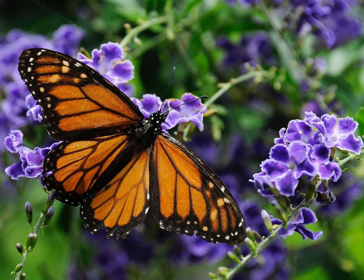 A monarch butterfly feeds on a duranta flower.