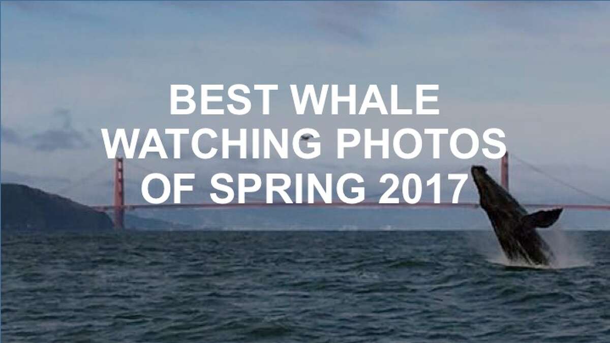 There have been some awesome moments captured of whales in the SF Bay Area and around the region. Click ahead to check them out.