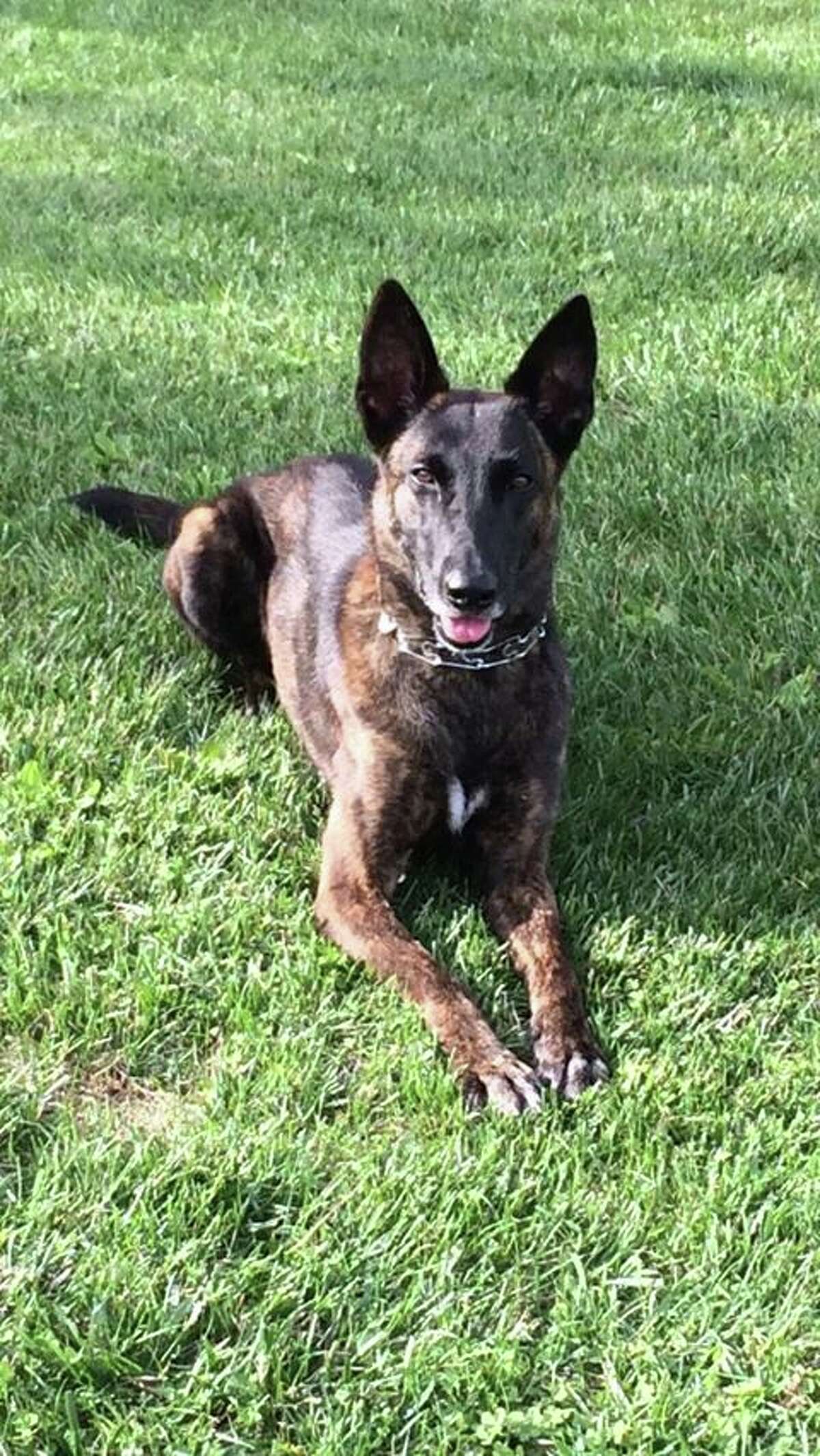 Meet K9 Trooper Ceer, a State Police dog