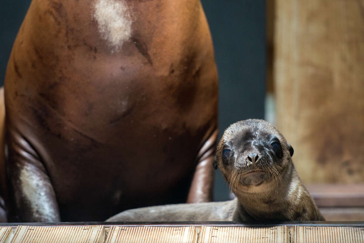 A California sea lion pup was born to first-time mother, Cali, on June 26 after a three-hour labor. The pup and Cali began to bond immediately, and nursing was spotted within hours. The sex of the pup has not yet been determined and the mother and pup will spend a while behind the scenes strengthening their bond before they are ready to make their first public appearance.