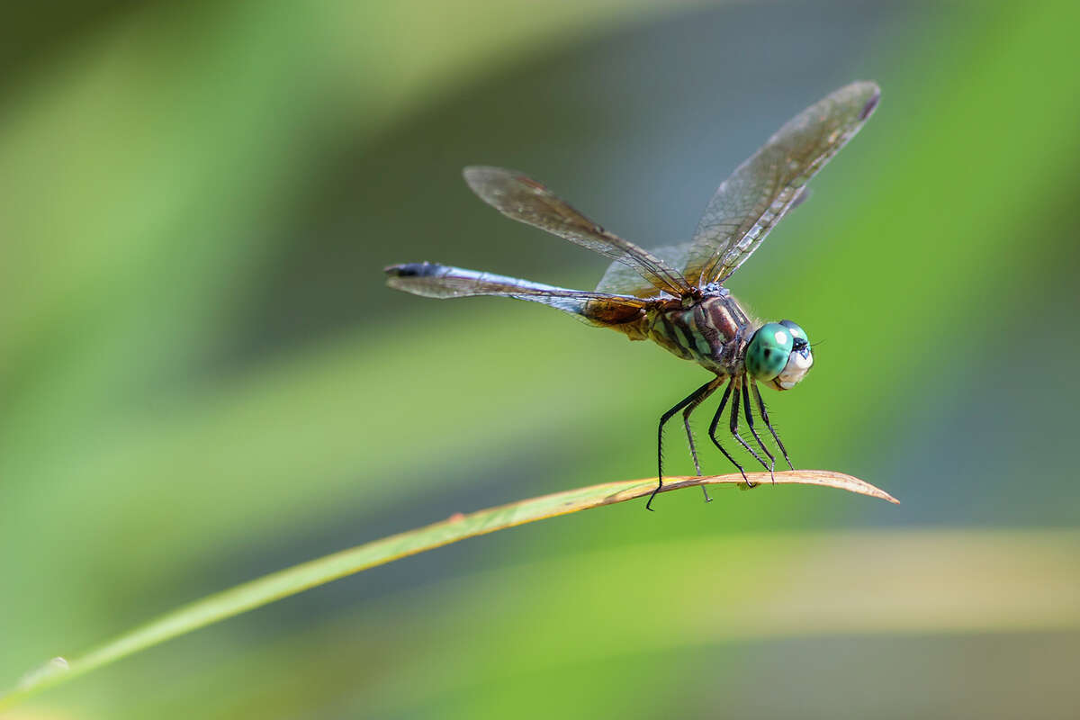Blue dasher is a common dragonfly in the area. Look for them around ponds, lakes, and bayous with naturally occuring aquatic plants. Photo Credit: Kathy Adams Clark. Restricted use.