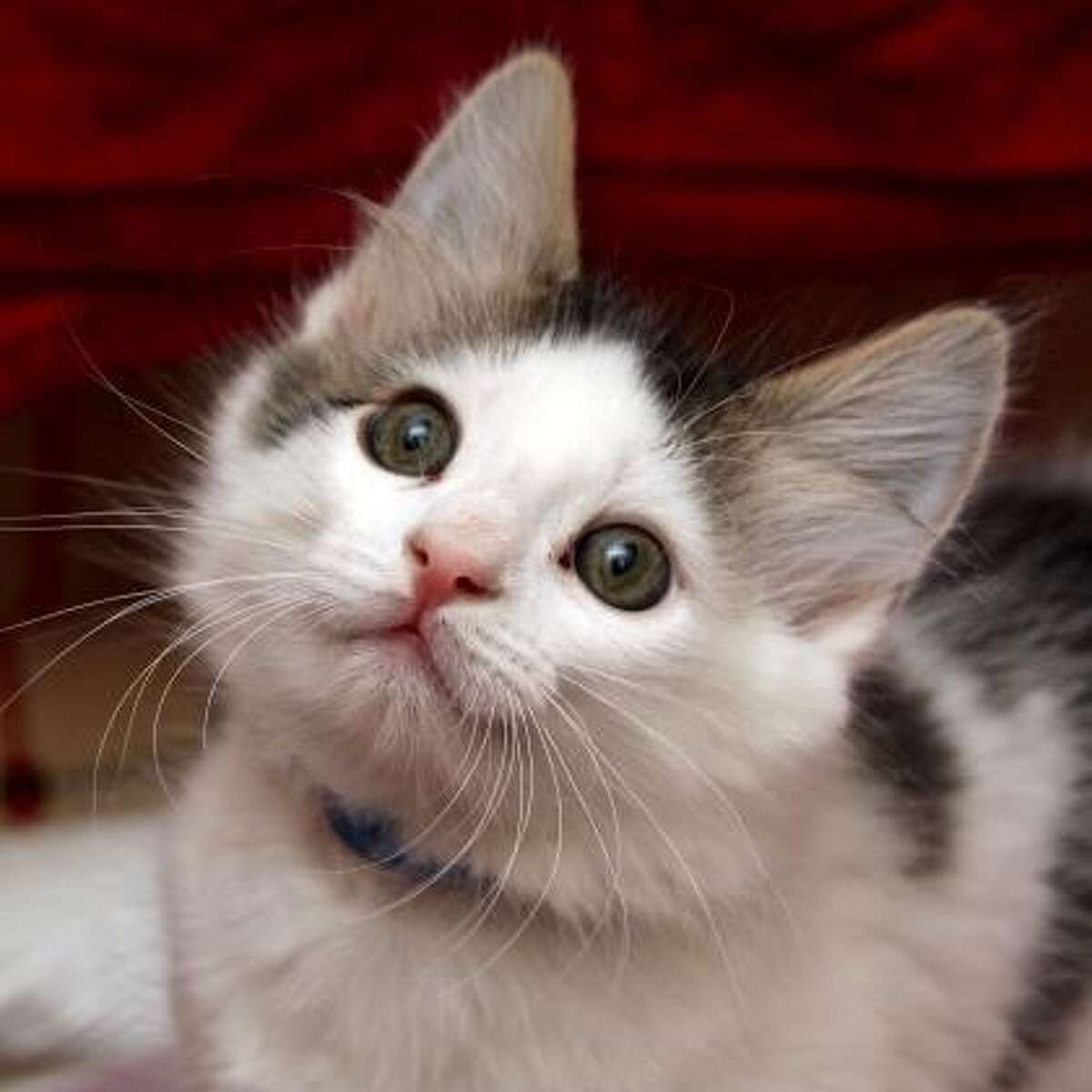 York, male, 3 months old SPCA: I'm a curious kitten looking for adopters who can commit to continuing my education and socialization. I am ready for a home with snuggles and playtime and lots of kitten-love! I am looking forward to some gentle handling and daily play sessions with you.