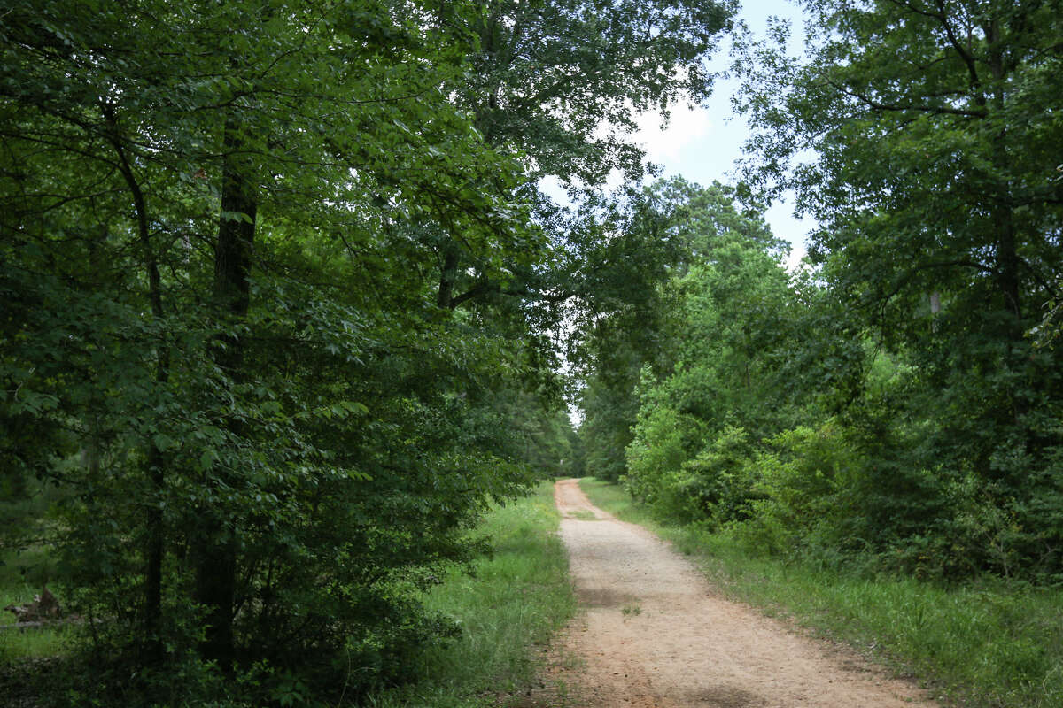 A tree lined hiking path is pictured at W.G. Jones State Forest on Friday, July 7, 2017.