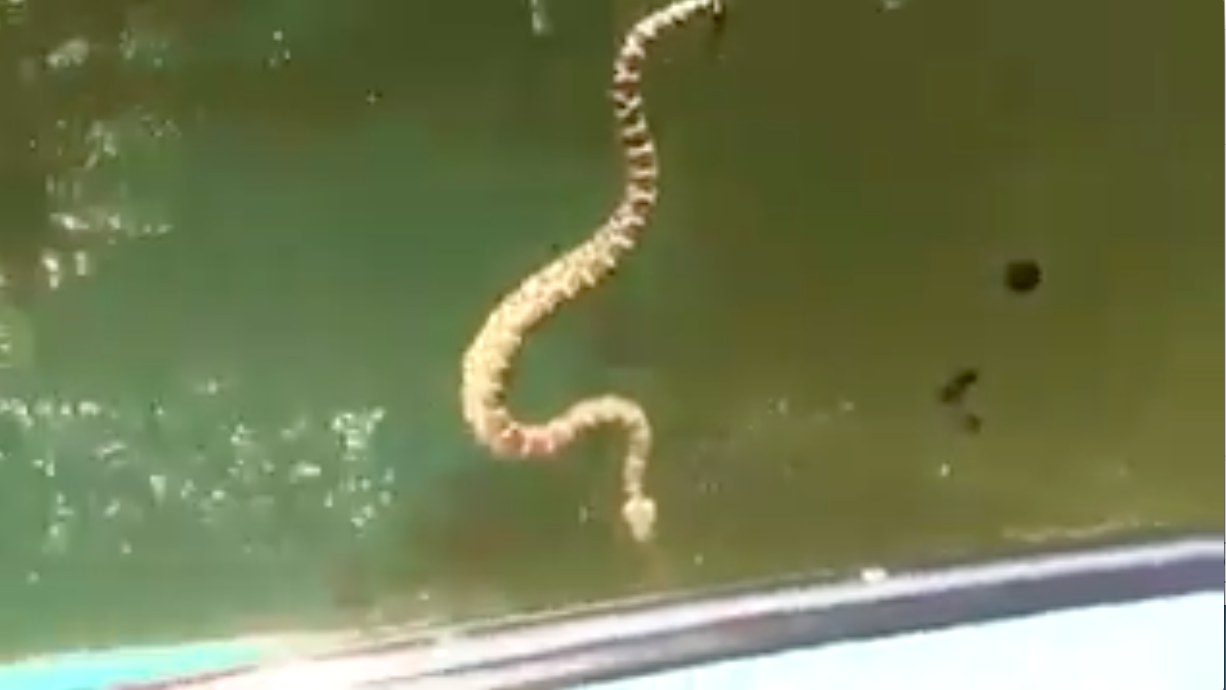 Wild video shows determined rattlesnake slithering aboard boat in