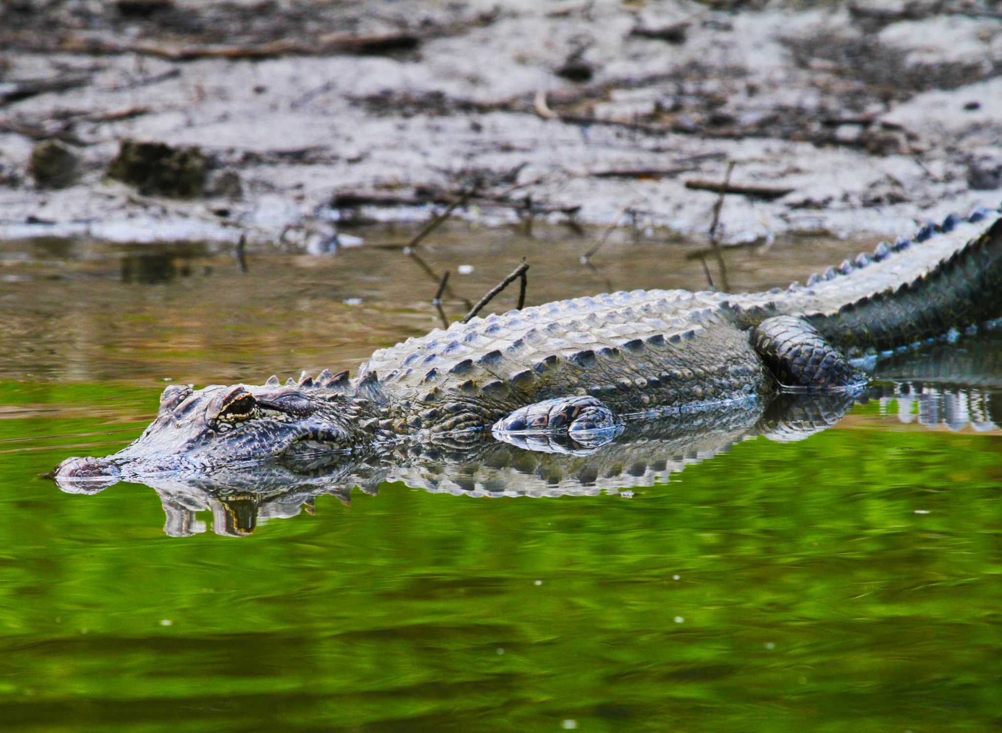 After alligator lunges at pet at Lake Houston's East End ...