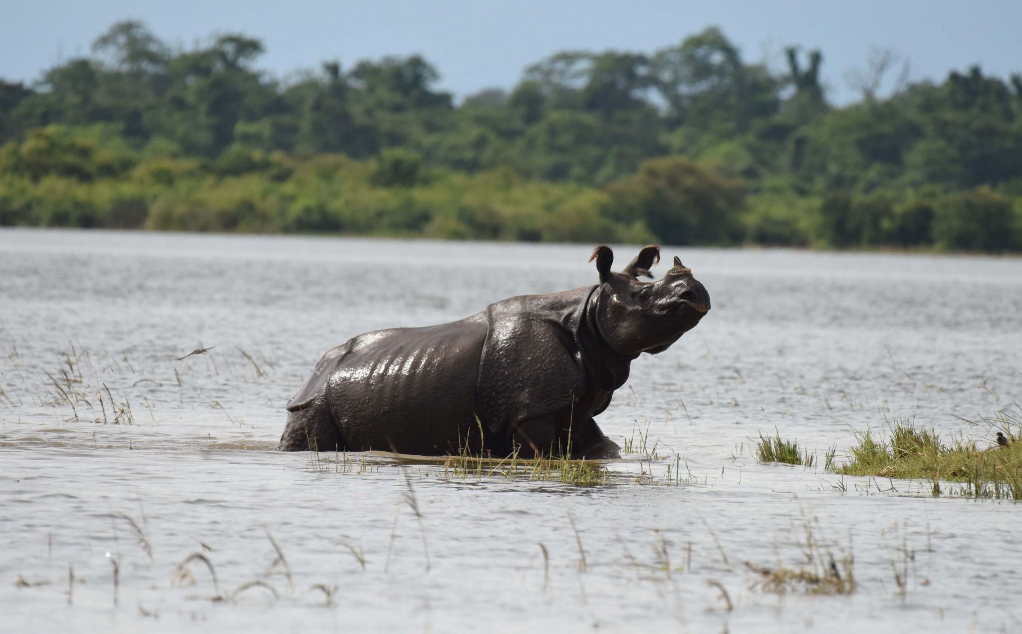 World news photos: Battle over bulls, Syrian leisure moment and more