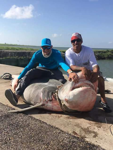 1,000-Pound Tiger Shark Caught in Texas Tournament