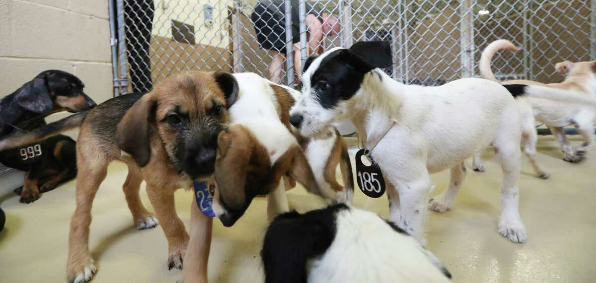 Houston community shows up to rescue 59 puppies released to animal