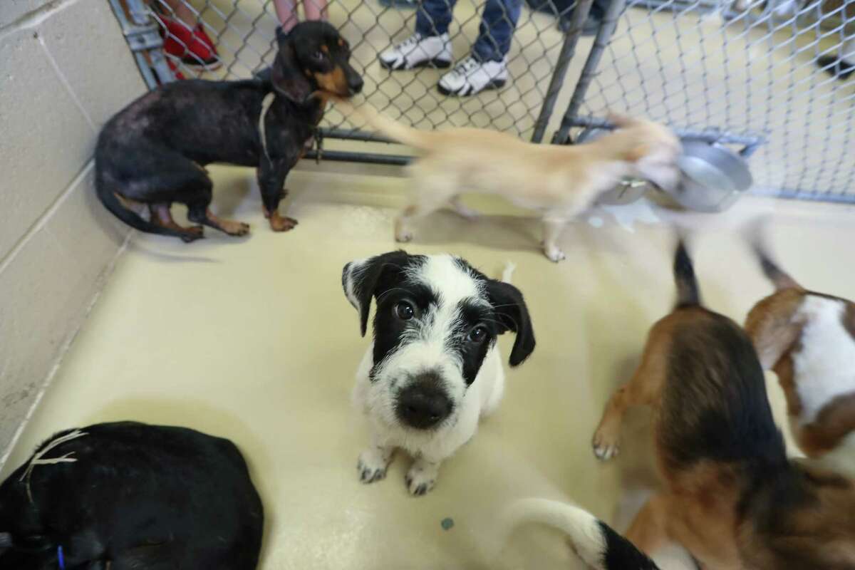 Houston community shows up to rescue 59 puppies released to animal