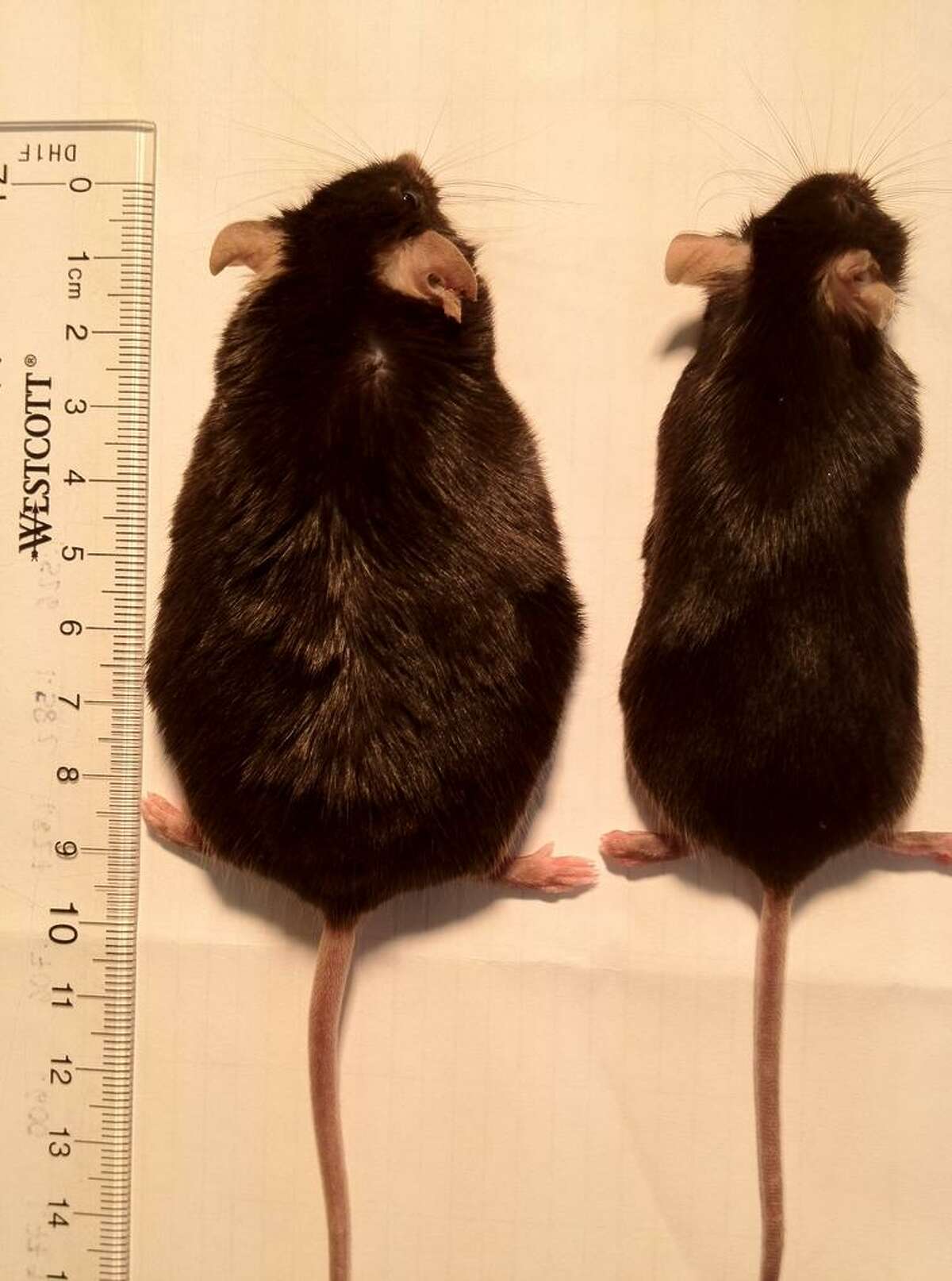 These mice ate the same high-fat diet in a UC Berkeley study, but the sense of smell was removed for the one on the right, helping it stay slim.