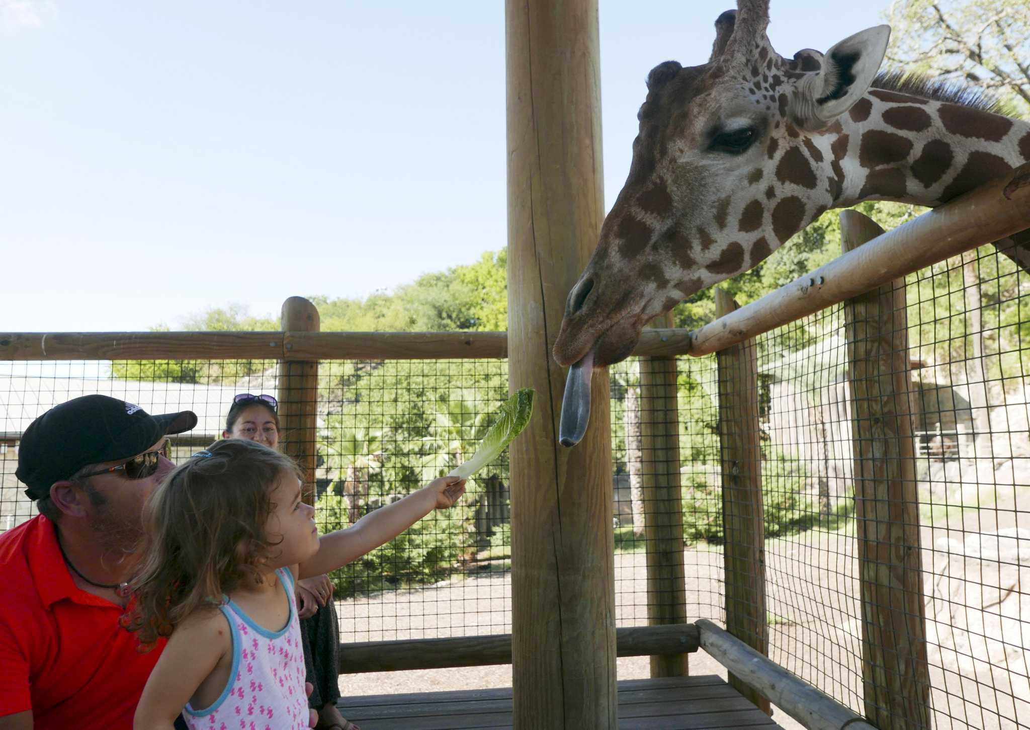 san-antonio-zoo-offers-breakfast-dining-with-giraffes