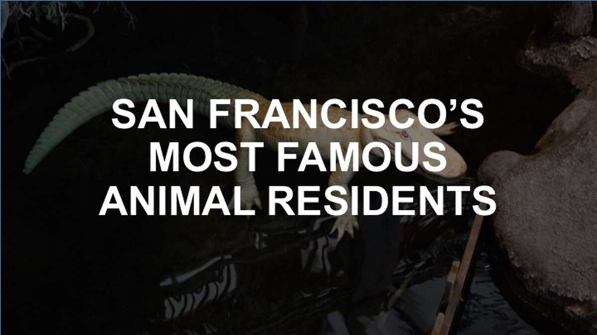 Click on to see some of SF's best-known nonhuman celebrities.