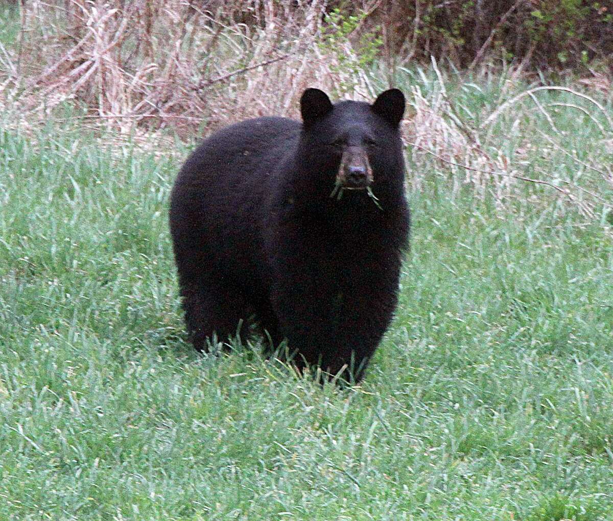 FILE - In this April 22, 2012 file photo, a black bear grazes in a field in Calais, Vt. A black bear attacked a 19-year-old staffer at a Colorado camp as he slept early Sunday, July 9, 2017. Black bears arenÂ?’t usually aggressive but they recently attacked a woman in a popular hiking area in Idaho and killed two people in Alaska. (AP Photo/Toby Talbot/File)