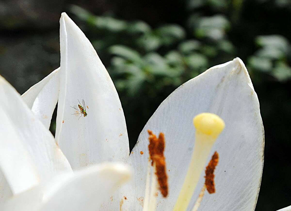 A small insect on the pedal of a white lily in bloomin the Cos Cob section of Greenwich, Conn., July 6, 2017.