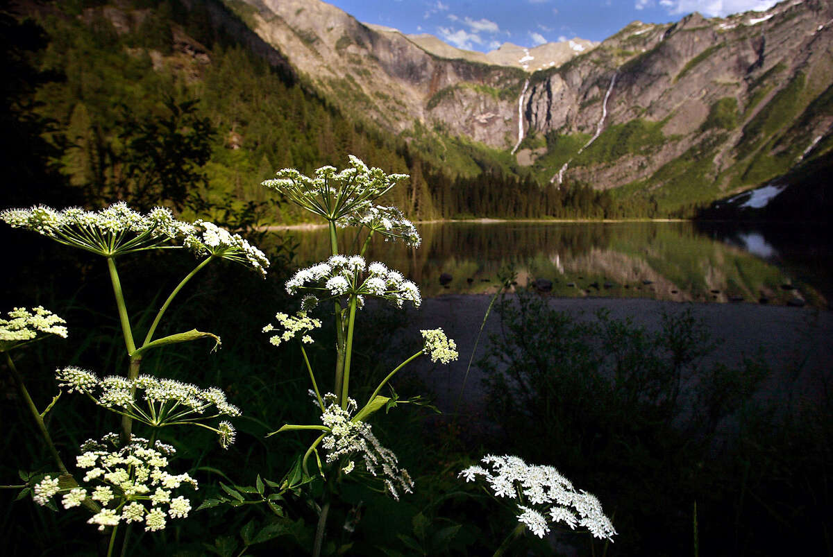 Plants bloom by Avalanche Lake in Montana's Glacier National Park. It's a popular picnic spot, but as it is also bear country, visitors should travel in groups, make noise and carry bear spray.