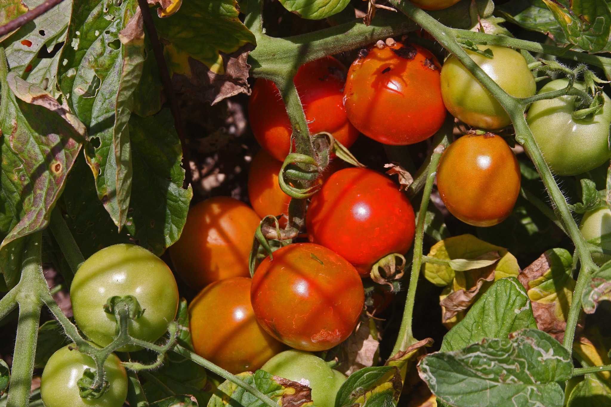 Now Is The Time To Plant Fall Tomatoes
