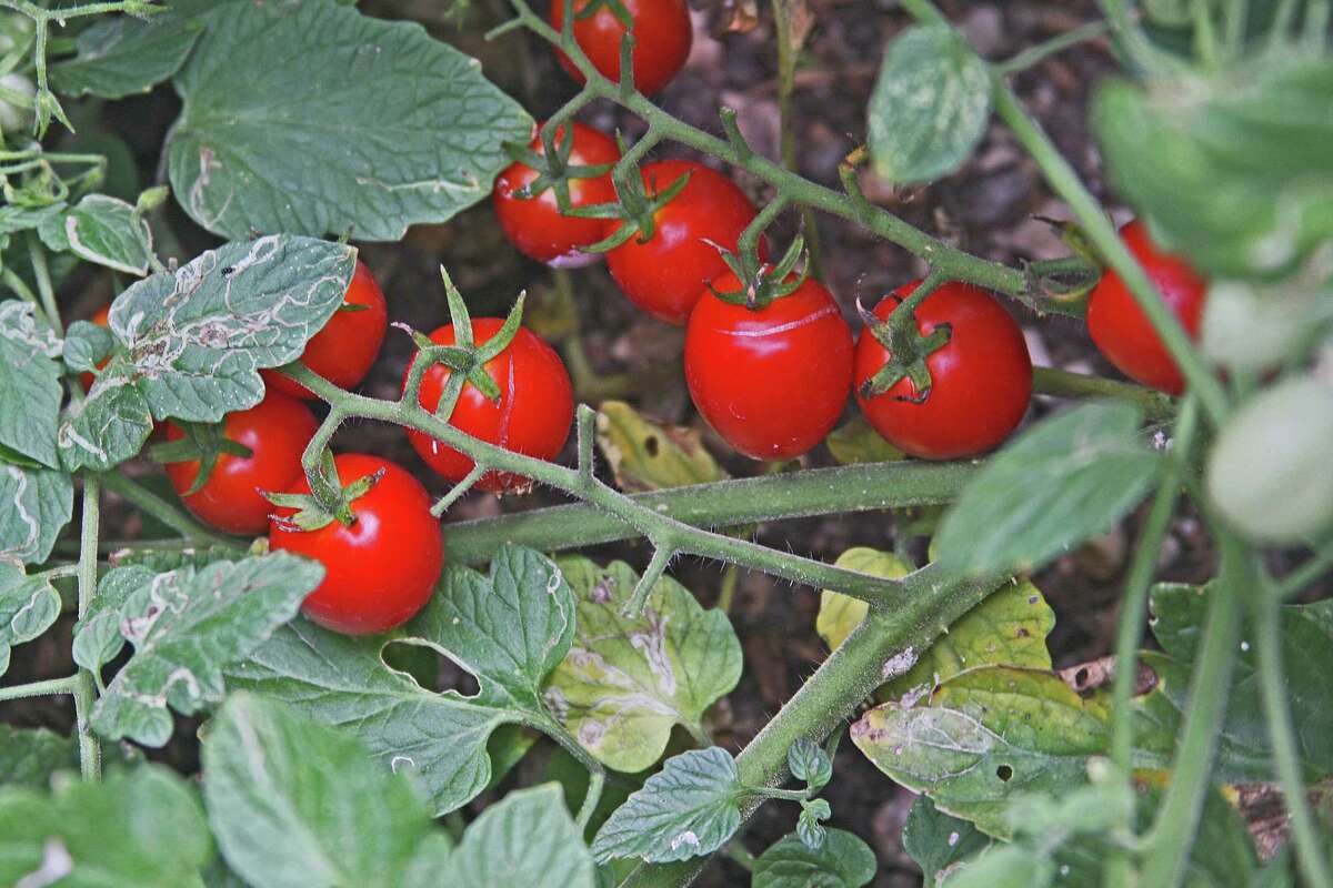 The cherry tomato Ruby Crush is the 2021 Rodeo Tomato.