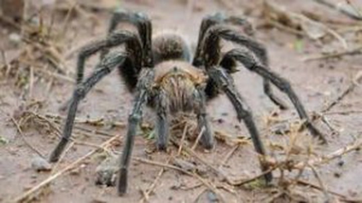 Why Are Bay Area Tarantulas Emerging From Their Burrows Sex Naturally