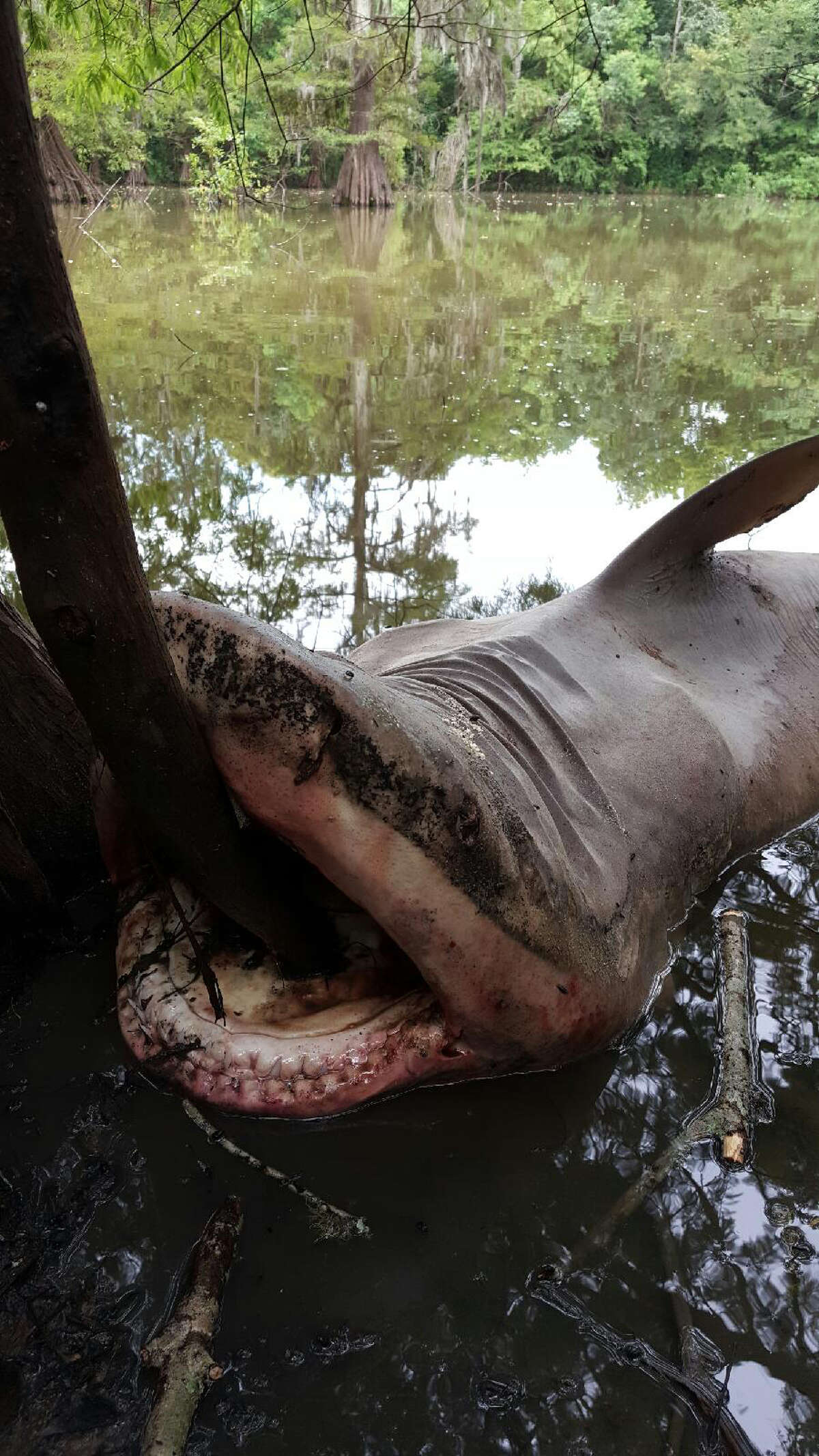 The decomposing remains of a bull shark reportedly were found in a lake near Kenefick in Liberty County Tuesday. Bull sharks are known for swimming many miles into freshwater rivers and streams but authorities aren't certain at this time if this shark was dumped in the lake or became stranded.
