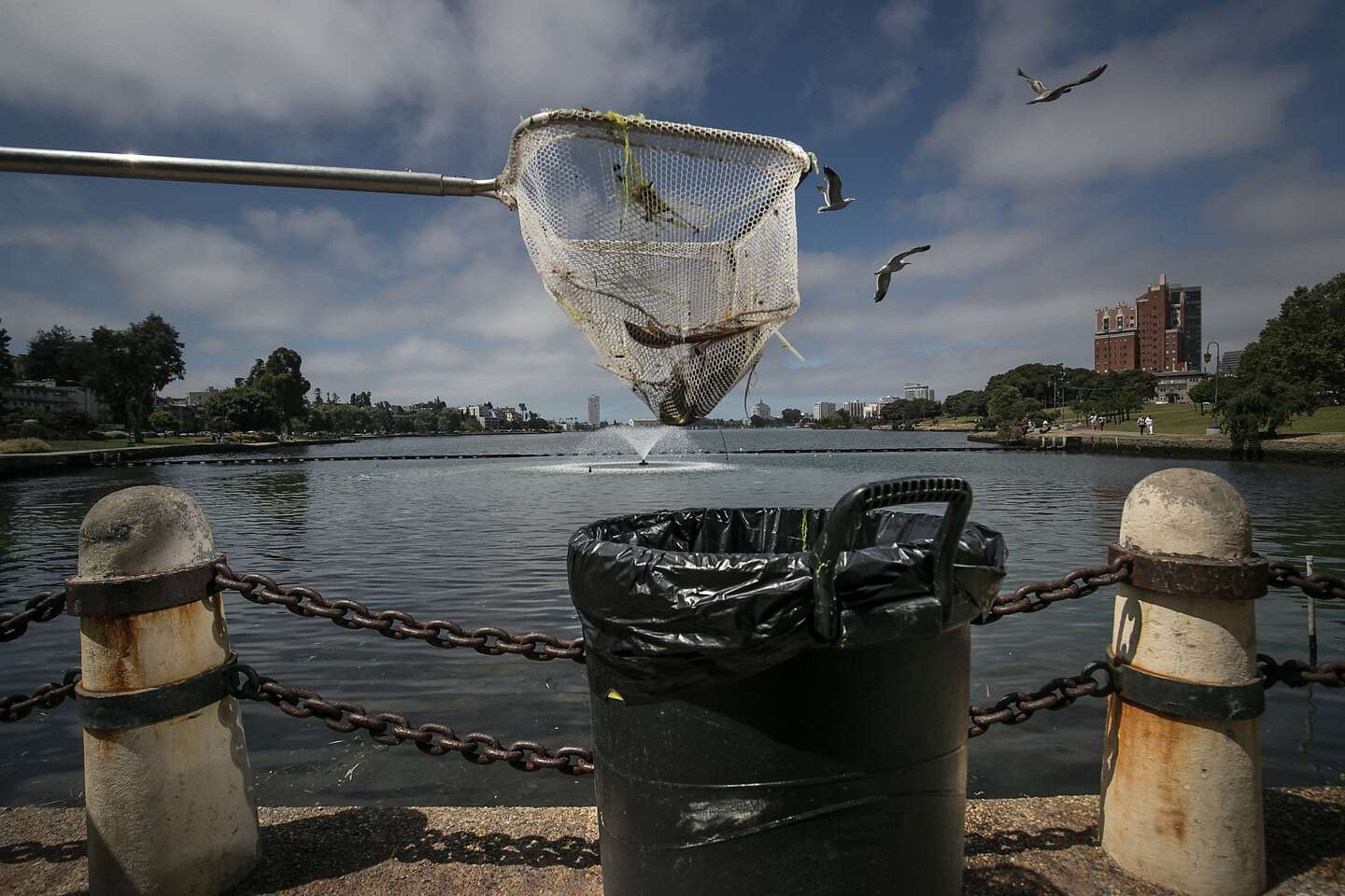 Dumping turtles in Lake Merritt kills reptiles, trashes waterway