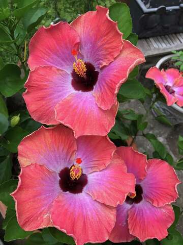 What's blooming? Hibiscus is a showy favorite in Houston gardens ...