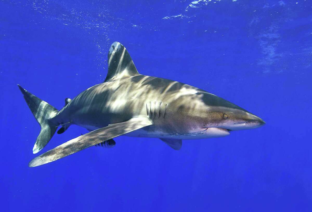 Concerns about declining populations of sharks caused by commercial overharvest have resulted in increasingly conservative recreational fishing regulations. Texas anglers are now allowed only one shark per day, with many shark species protected from all harvest.