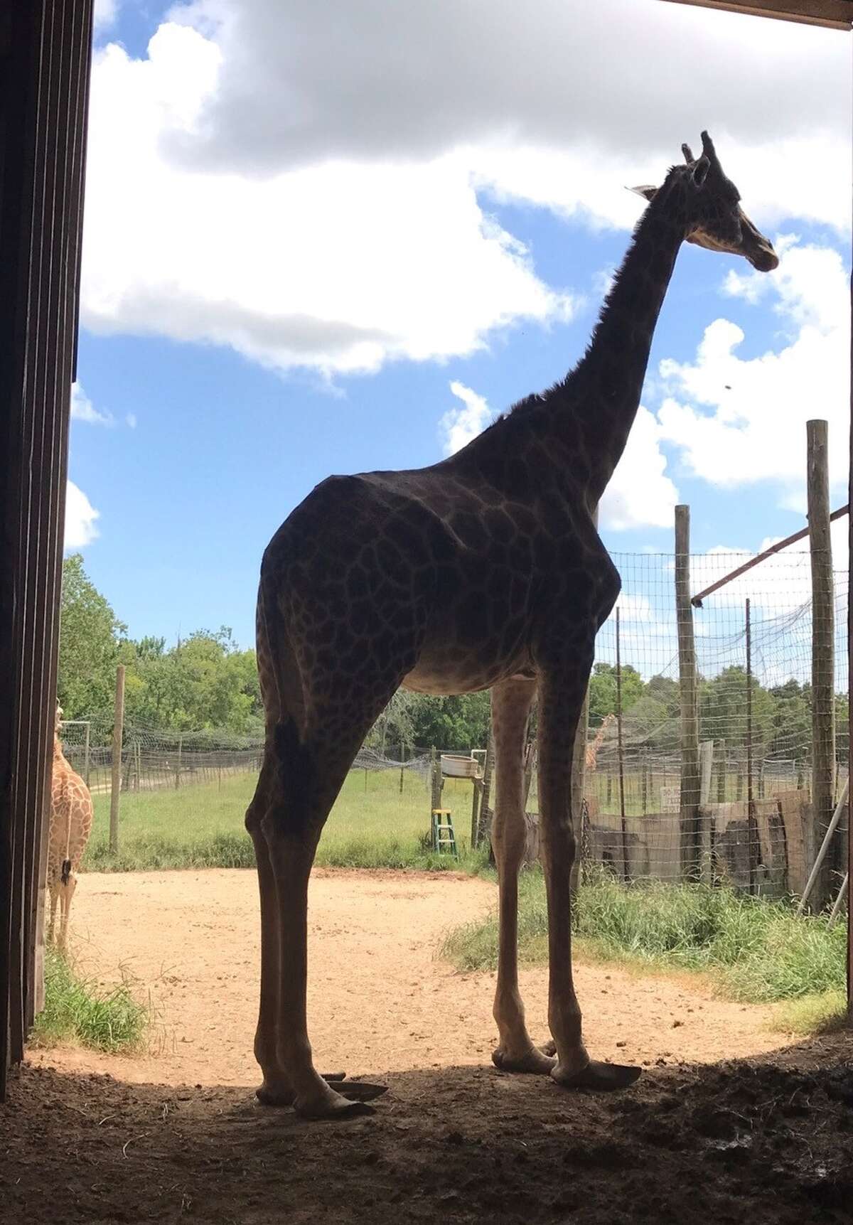 safari zoo galveston