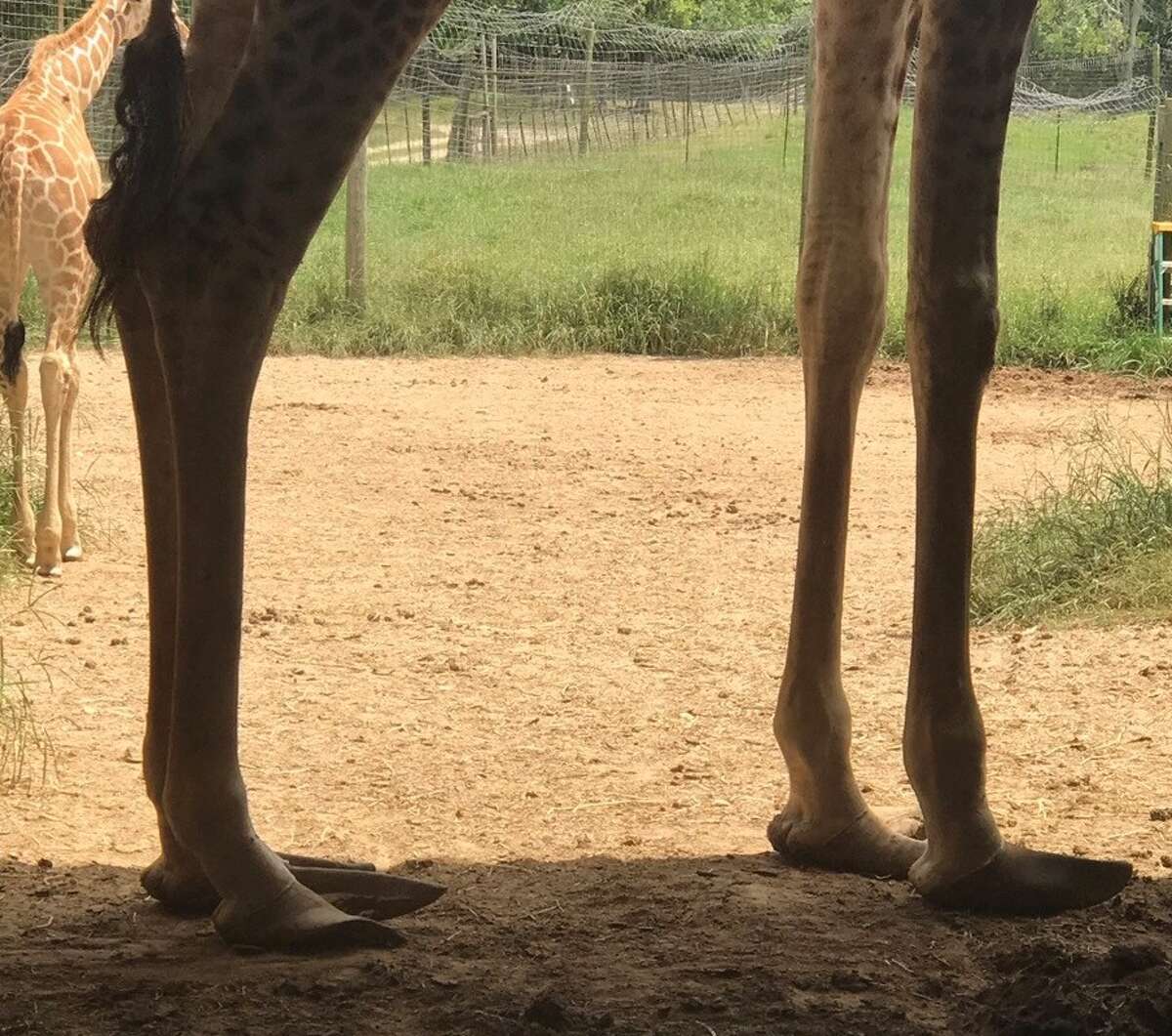 Facebook user questions giraffe care at Bayou Wildlife Zoo