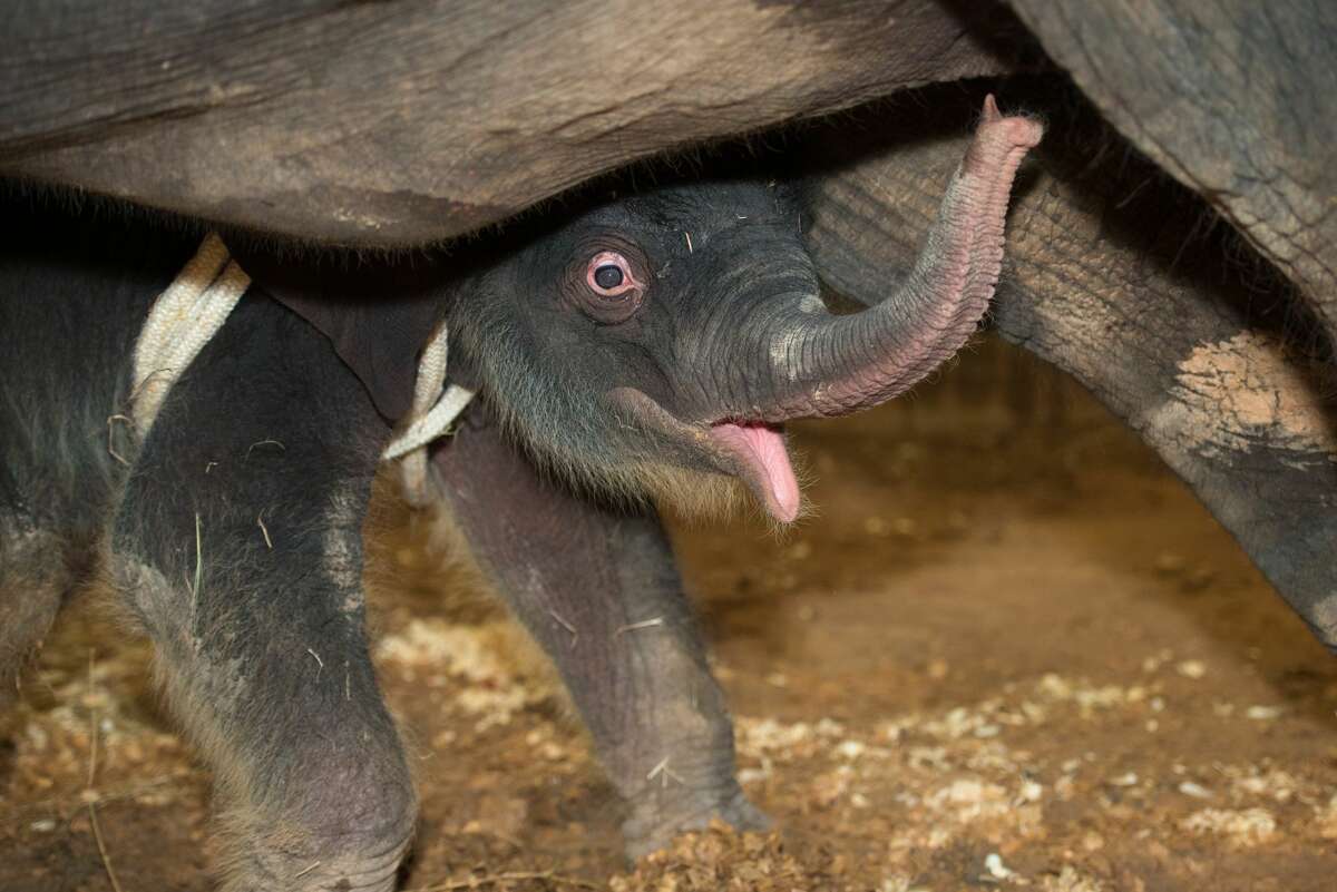 Joy, a baby Asian elephant, stands closely to her mother, Shanti, after being born at the Houston Zoo in Houston, Texas on July 12, 2017.