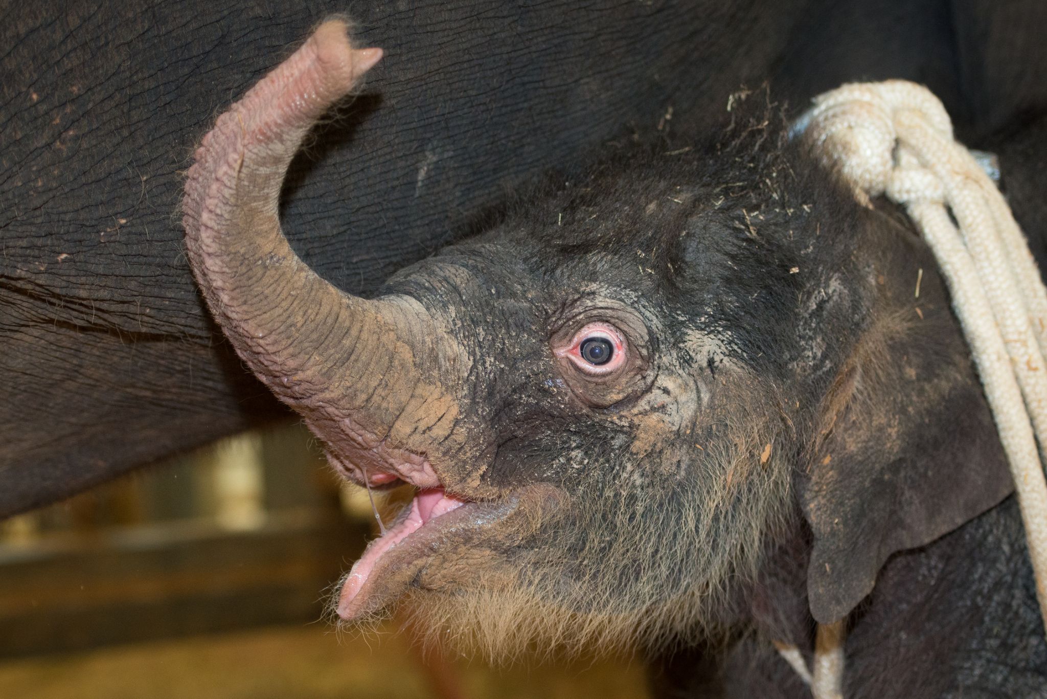 Female Baby Elephant Born At The Houston Zoo Chronicle