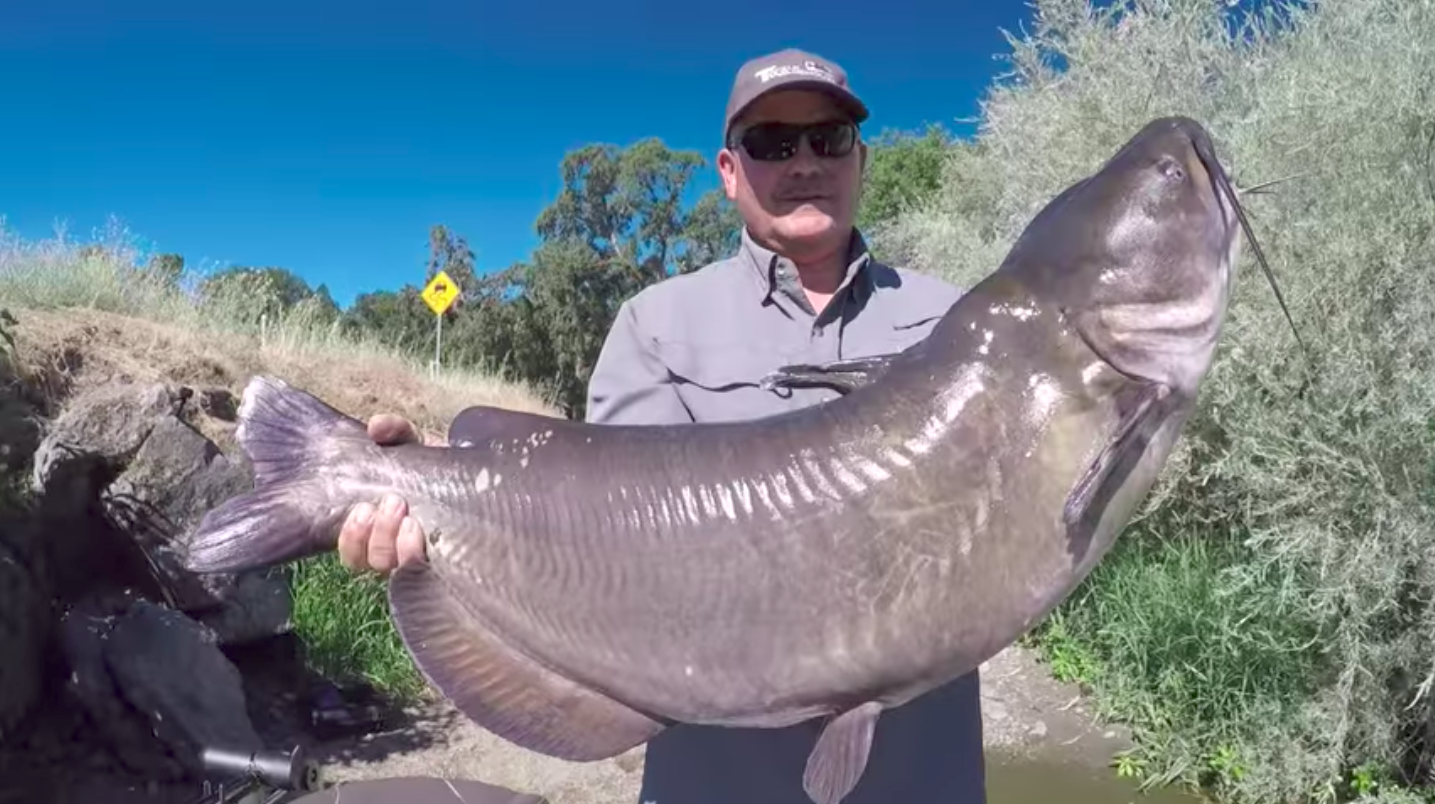 A Vacaville man may have broken world record with Clear Lake catfish catch - SFGate1435 x 804