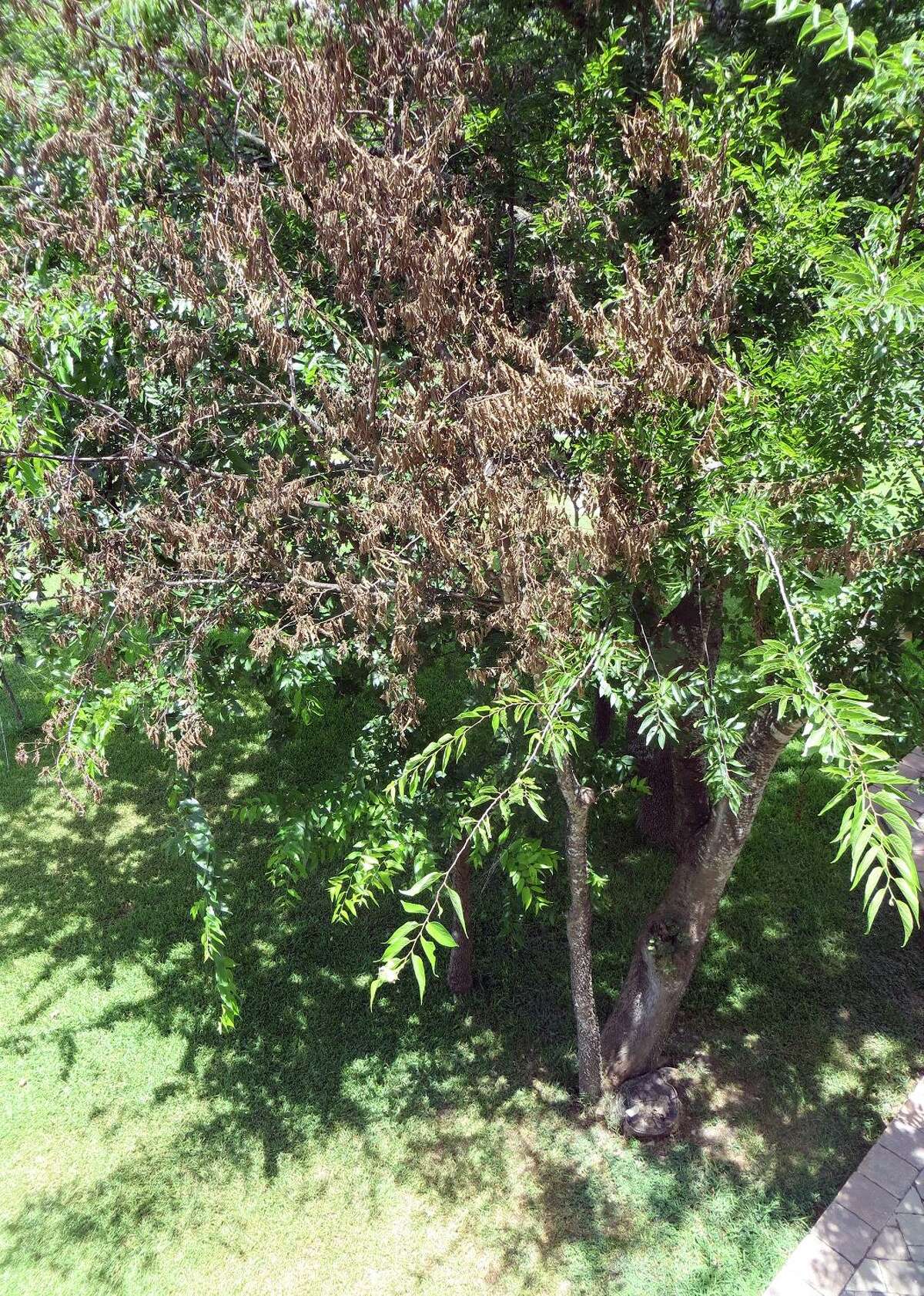 Hackberry could be dead because of old decaying stump