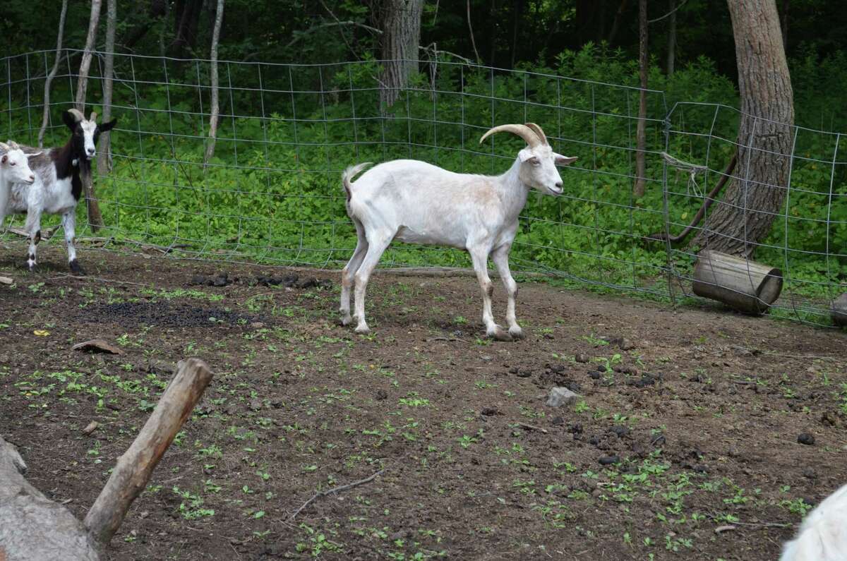 Dozens of animals seized from 'deplorable' Westerlo farm