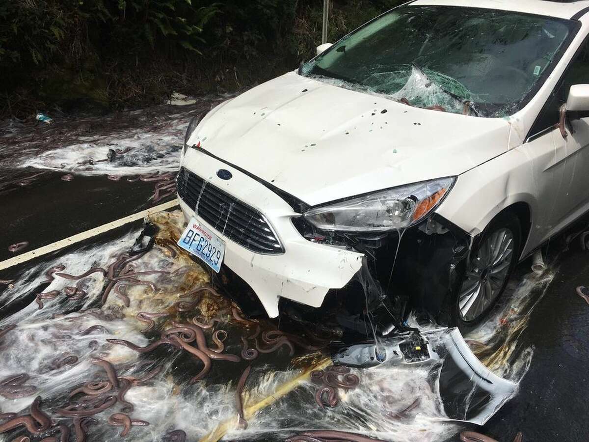 Oregon State Police released these photos showing the aftermath of an accident involving a truck carrying eels on Hwy. 101.