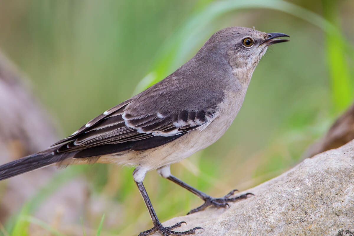 A northern mockingbird opens its beak and flutters its throat to cool down during hot summer days.﻿