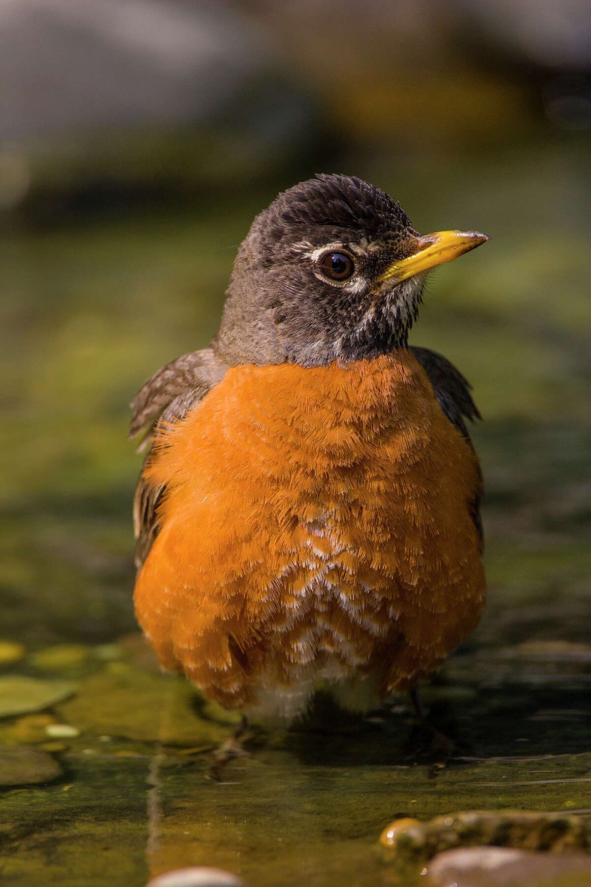 Birds like this American robin stand in water to cooldown during hot summer days. Photo Credit: Kathy Adams Clark. Restricted use.