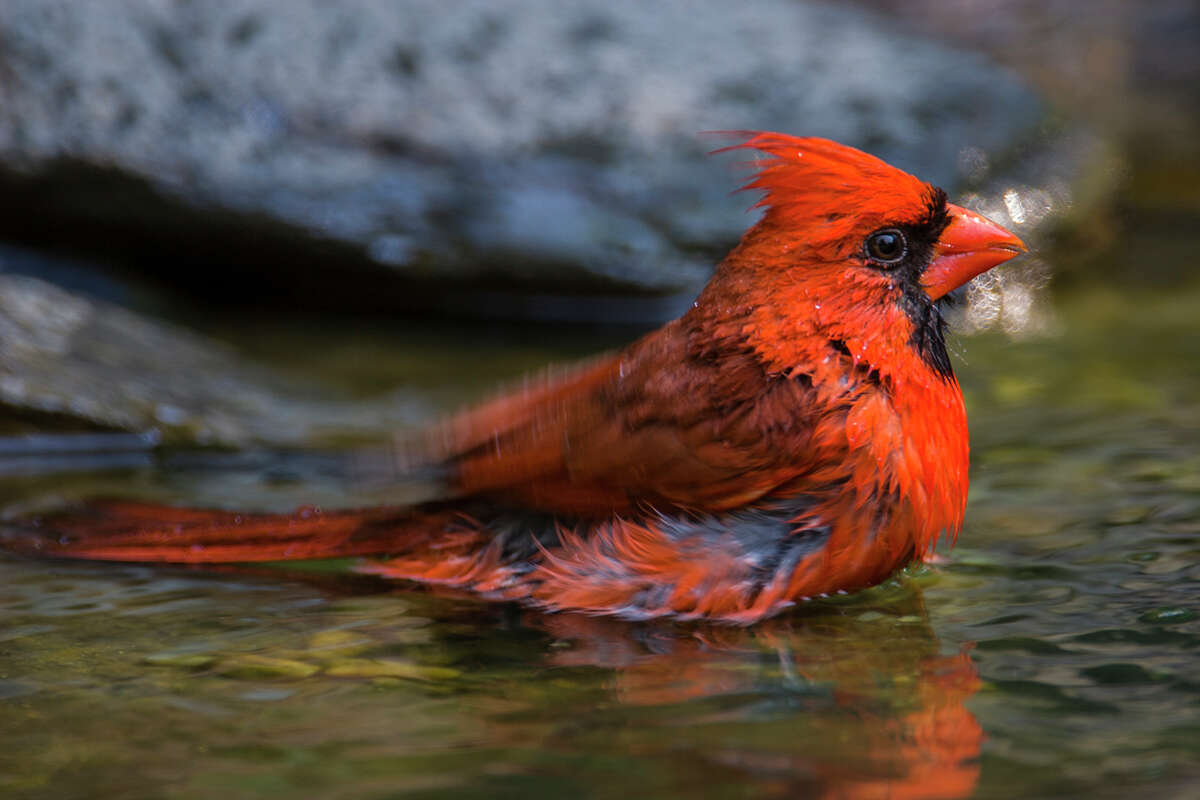 ﻿A northern cardinal dunks its ﻿breast feathers in water to cool down during a hot summer day.