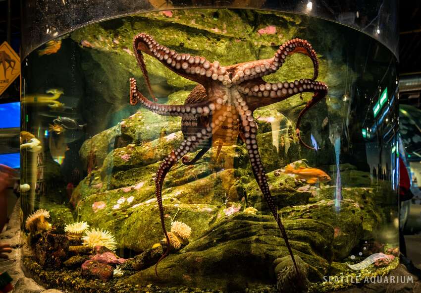Seattle Aquarium Get ready for a field trip, because the popular waterfront destination is reopening on June 29. To ensure social distancing and to follow the state's new guidelines for reopening, the Aquarium will be offering timed ticket slots and also reducing the capacity to 15%, meaning only about 300 people will be in the Aquarium at any time. A one way
