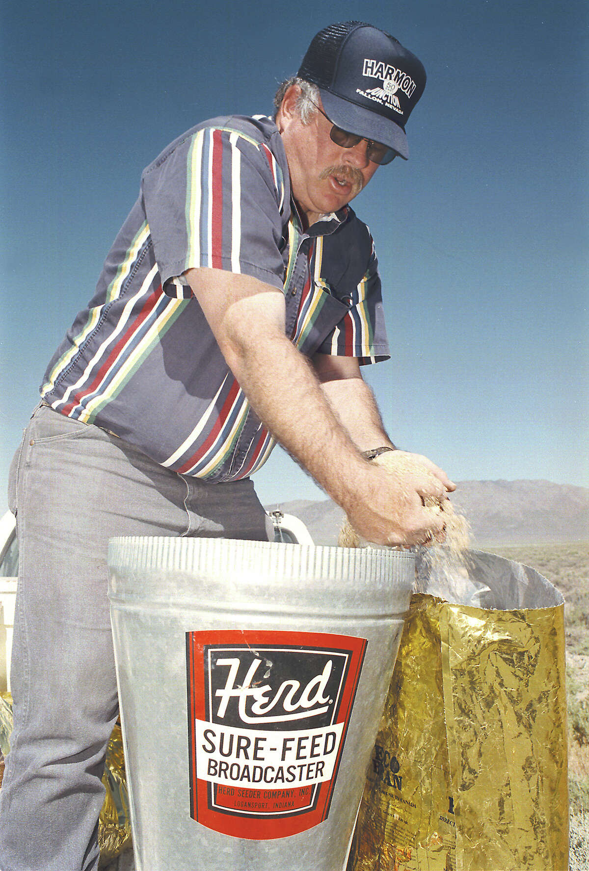 Huge cannibal crickets are massing on our eastern border