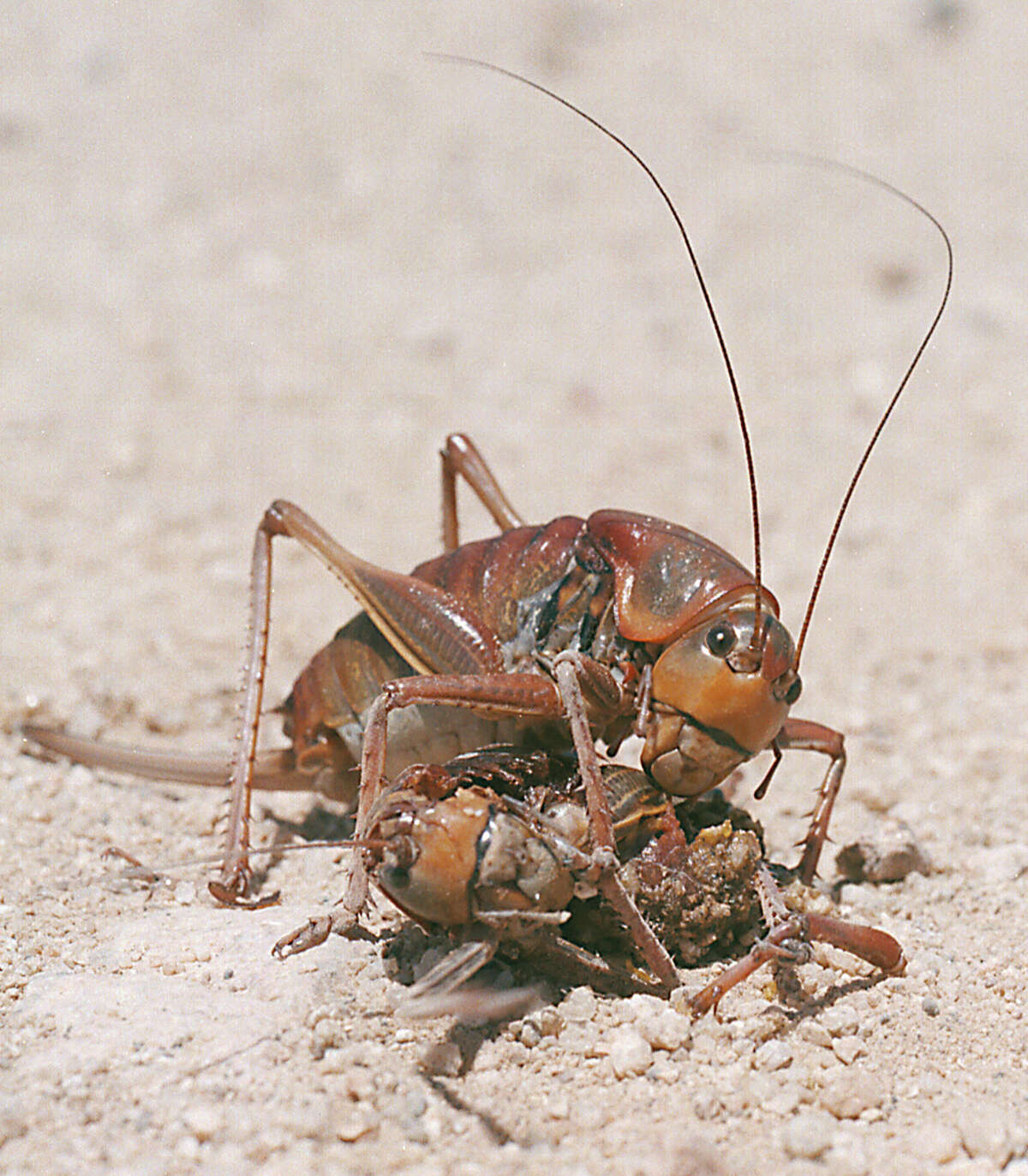 Huge cannibal crickets are massing on our eastern border