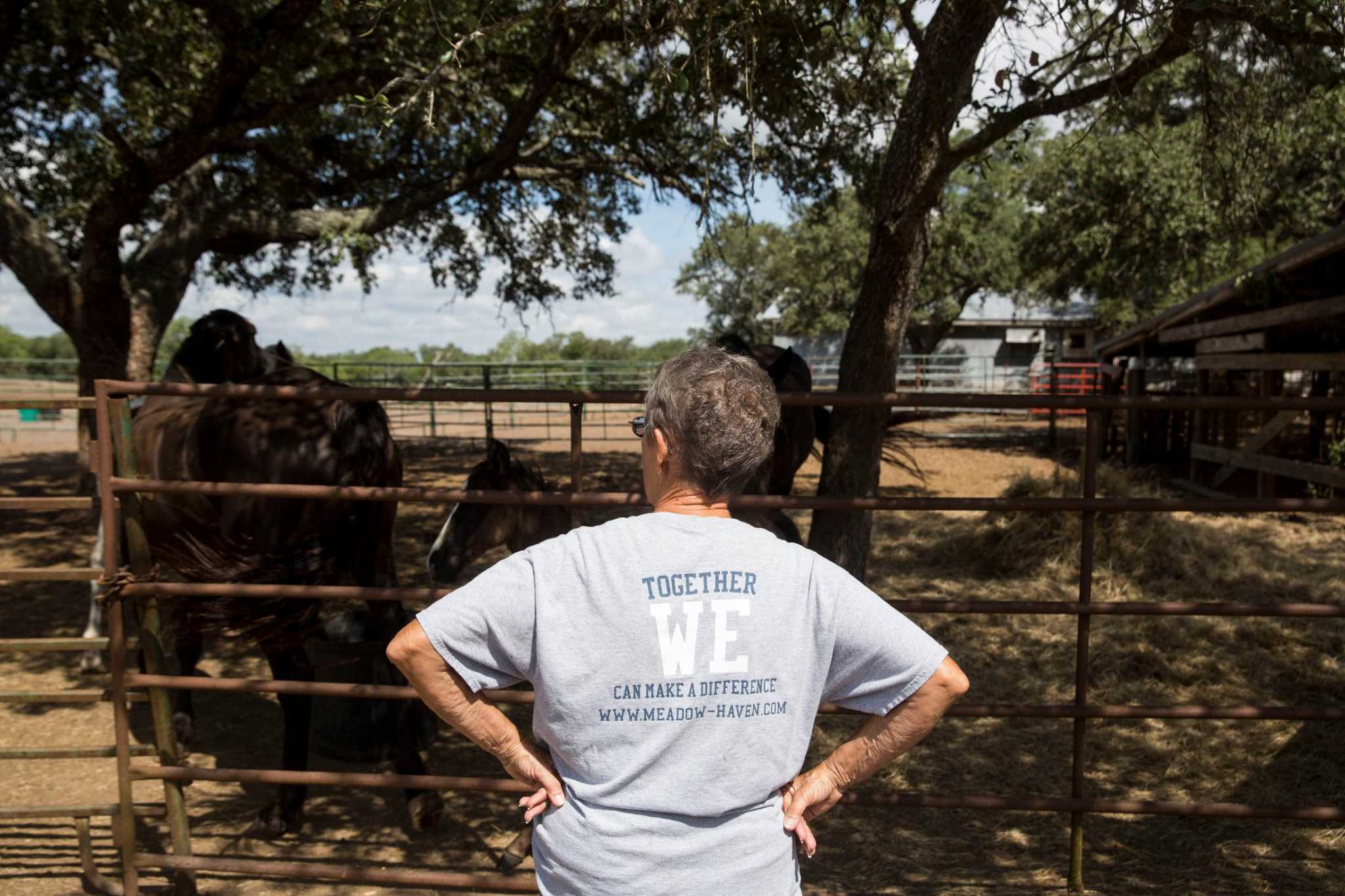 Seized horses find welcome home at rescue ranch in Smiley