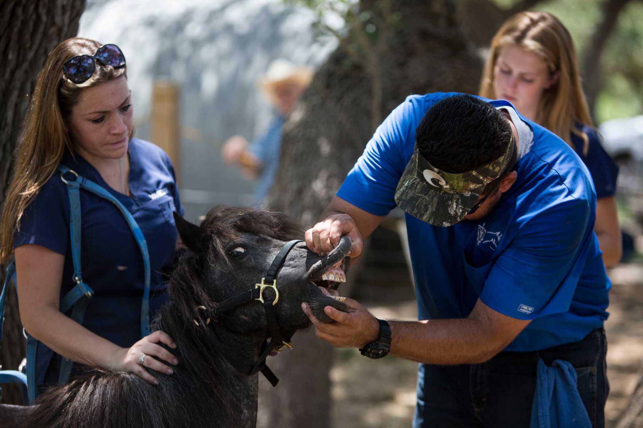 Seized horses find welcome home at rescue ranch in Smiley.
