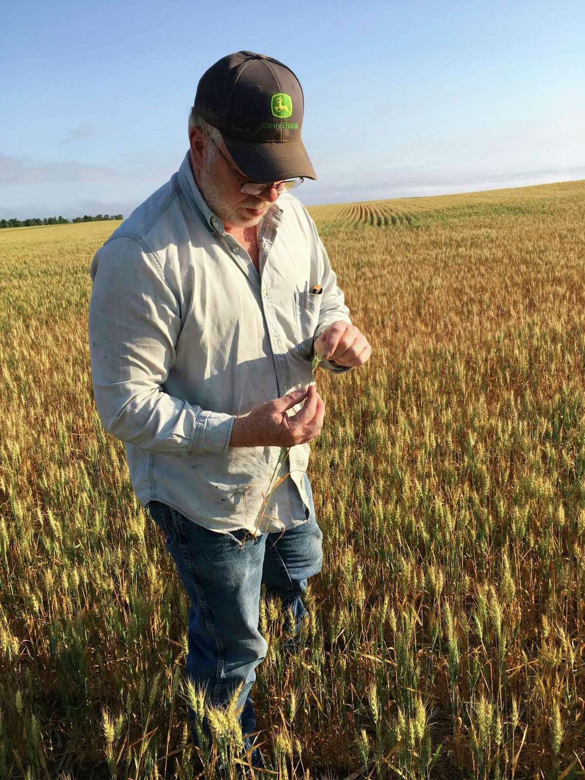 ﻿Farmer John Weinand recently surveys a wheat field near Beulah, N.D., that should be twice as tall as it is. ﻿