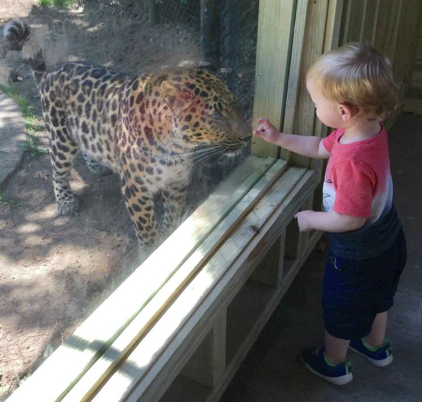 Zoo opens special viewing space for rare leopards