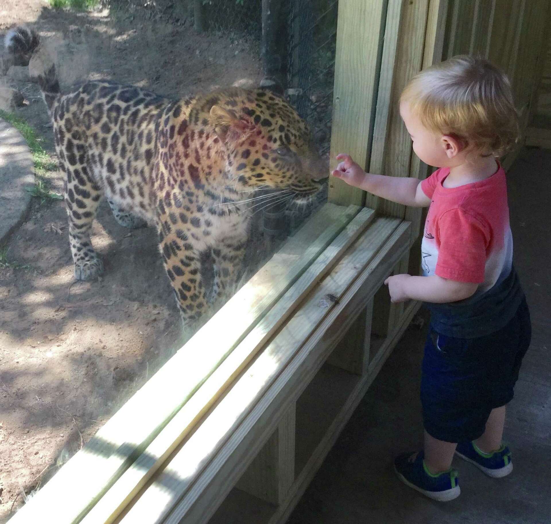 Zoo opens special viewing space for rare leopards