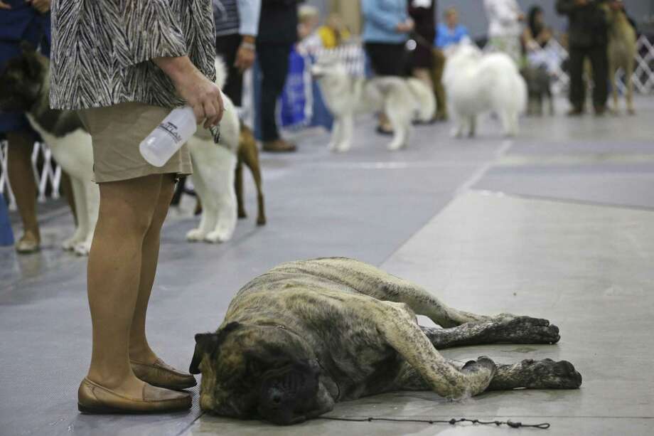   7. Colorado Springs, CO

Nibble on pupusas together at Monse Pupuseria

Treat yourself to some pasta with your mutt on Carbonella Creations

Try some whiskey while hanging out with your friend on Ax and Oak Whiskey House Photo: JERRY LARA / San Antonio Express News / San Antonio Express-News 