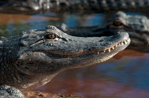 Massive alligator stops US 59 traffic in Cleveland