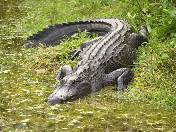 Houston wildlife experts weigh in on alligator season in the Bayou City(02)