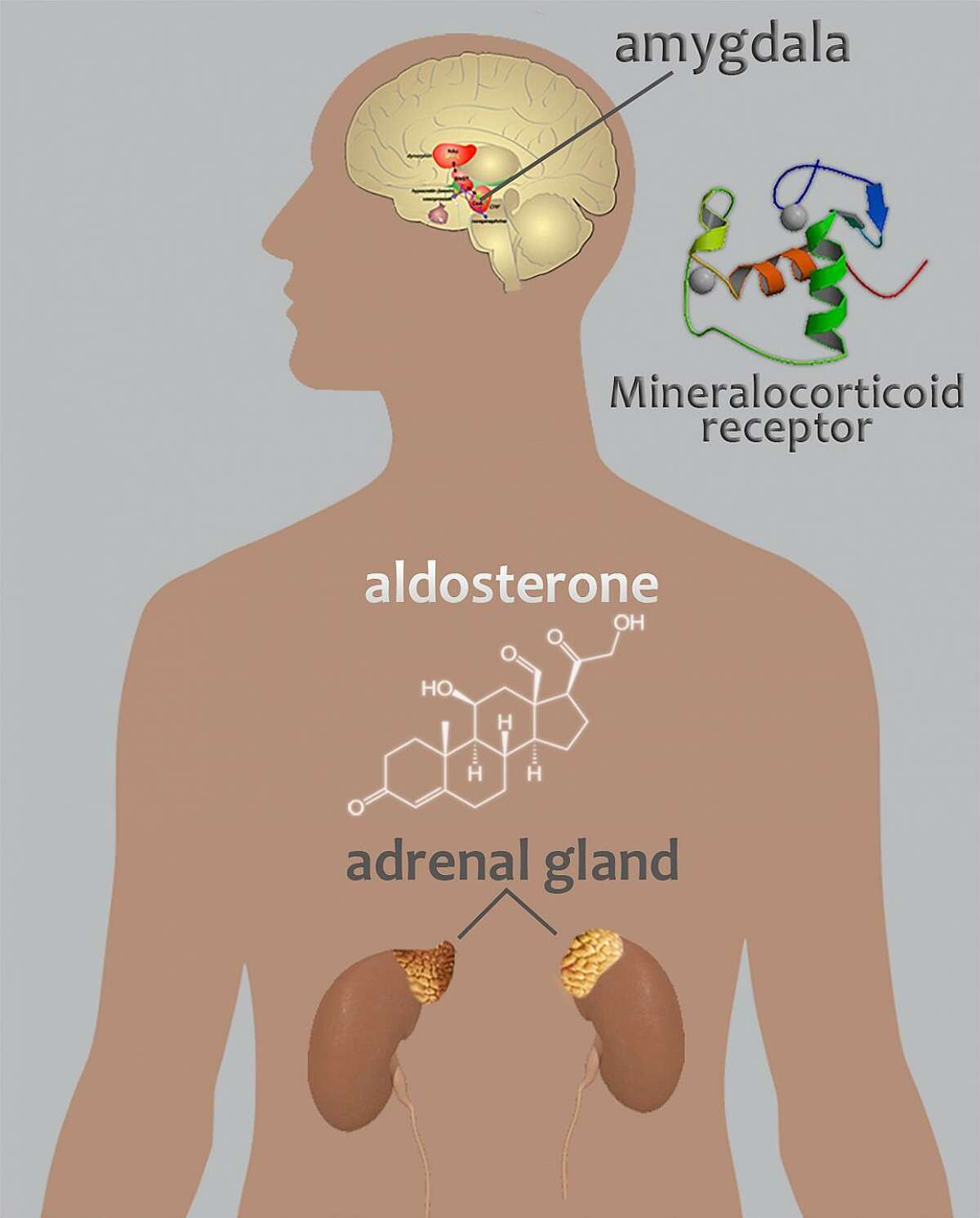A new study led by scientists at the National Institute on Alcohol Abuse and Alcoholism, part of the National Institutes of Health shows that aldosterone, a hormone produced in the adrenal glands, may contribute to alcohol use disorders. Image courtesy of the National Institutes of Health.